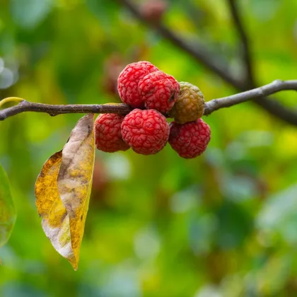 Kudránia trojlaločnatá - Maclura tricuspidata - semená kudránie - 5 ks