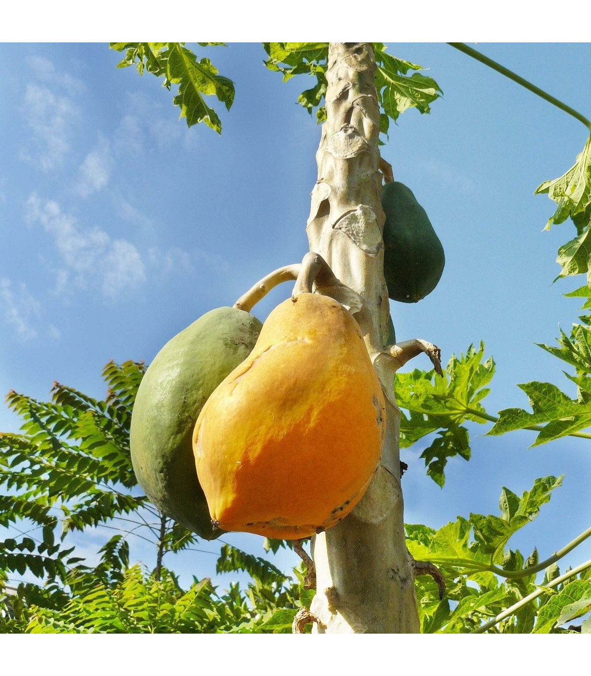 Papája Mamba Nunba - Carica Papaya - semená papáje - 4 ks