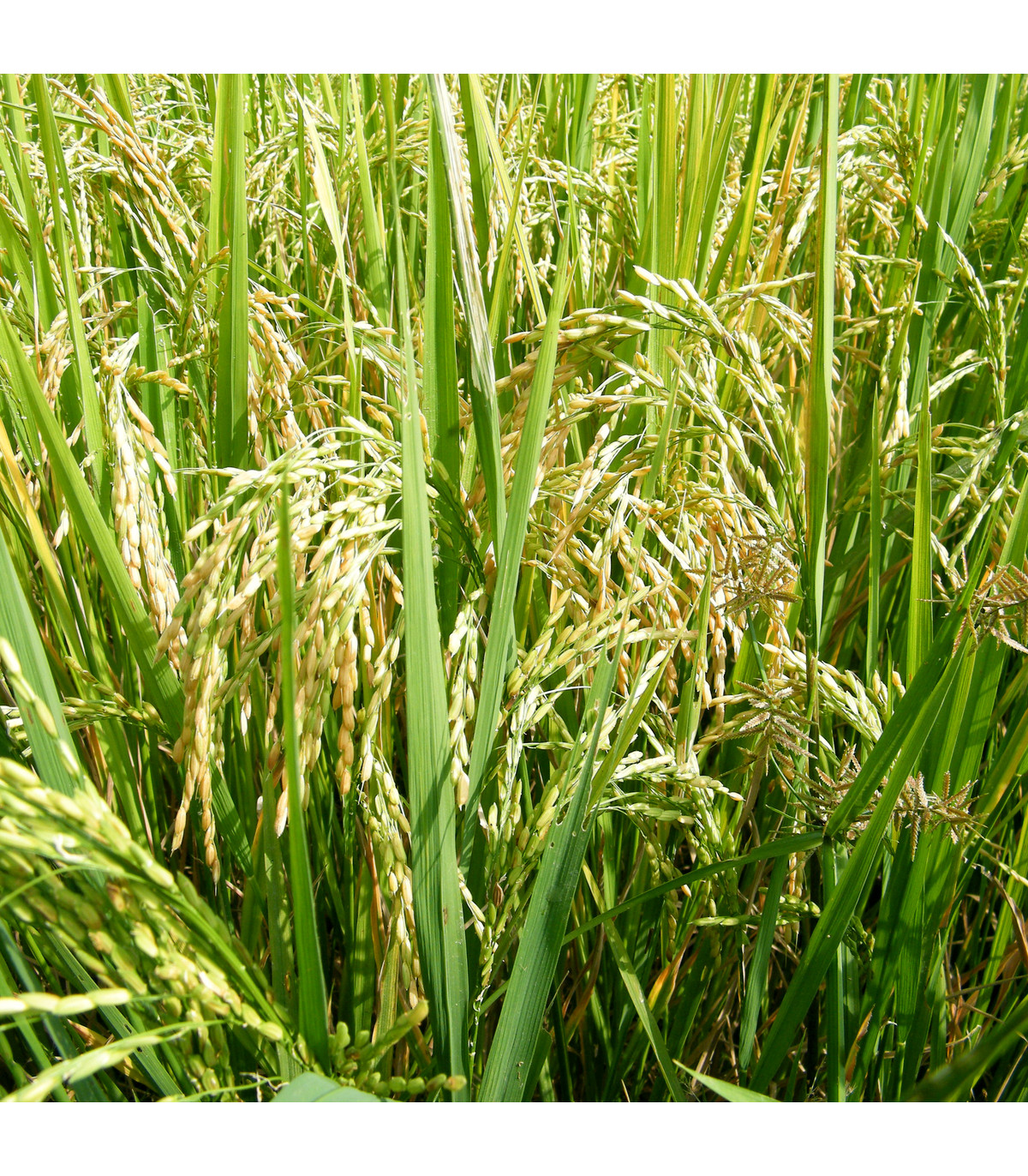 Ryža siata - Oryza sativa - semená ryže - 12 ks