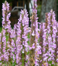 Kocúrnik obyčajný ružový - Nepeta nervosa - semená kocúrnika - 15 ks