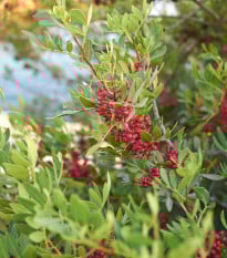 Pistácia mastixová - Pistacia lentiscus - semená pistácie - 6 ks