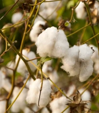 Bavlník bylinný - Gossypium herbaceum - semená bavlníka - 6 ks