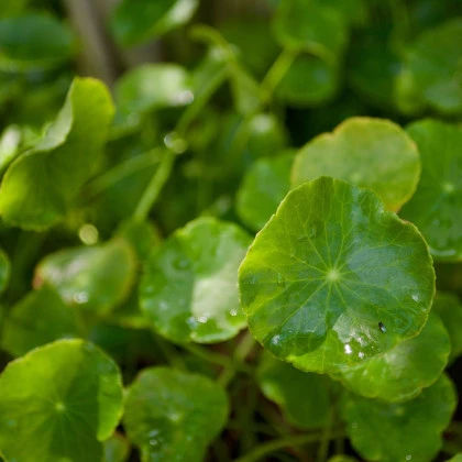 Gotu Kola - Pupočník ázijský - Centella asiatica - semená gotu - 4 ks