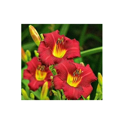 Ľaliovka Red Magic - Hemerocallis - cibuľky ľaliovky - 1 ks