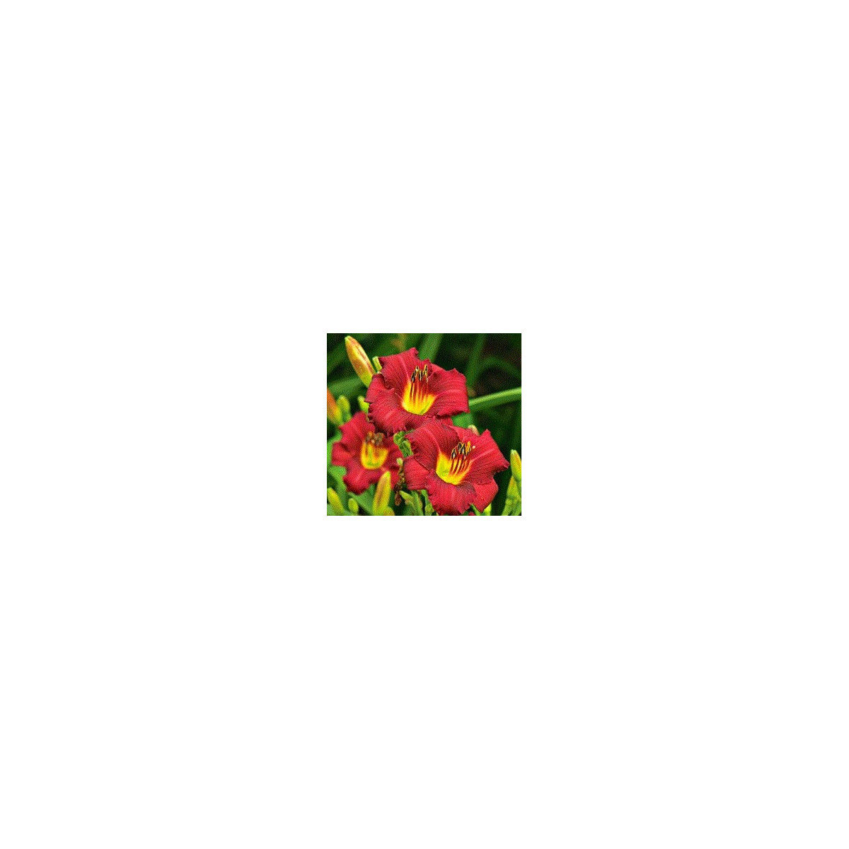 Ľaliovka Red Magic - Hemerocallis - cibuľky ľaliovky - 1 ks
