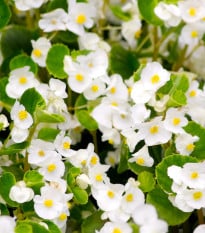 Begónia Super Olympia biela F1 - Begonia semperflorens - semená begónie - 20 ks