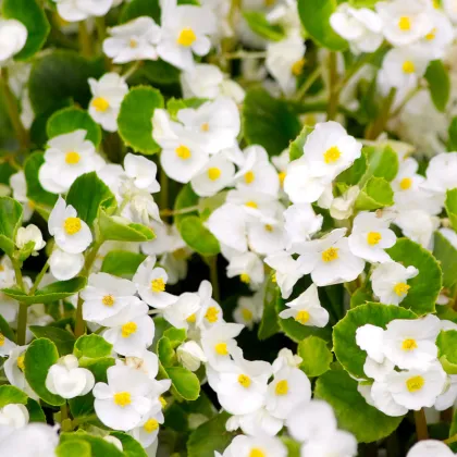 Begónia Super Olympia biela F1 - Begonia semperflorens - semená begónie - 20 ks