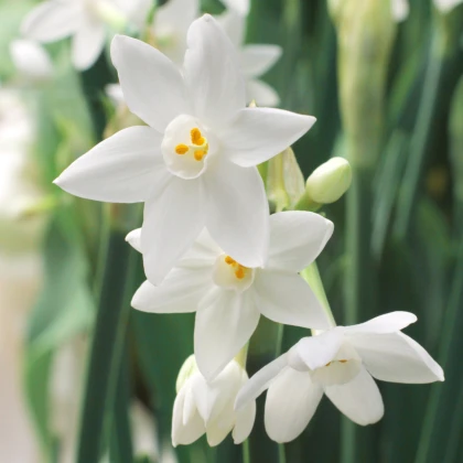 Narcis Paperwhite Ziva - Narcissus - cibuľoviny - 3 ks