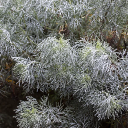 Palina pravá - Artemisia absinthum - semená paliny - 250 ks
