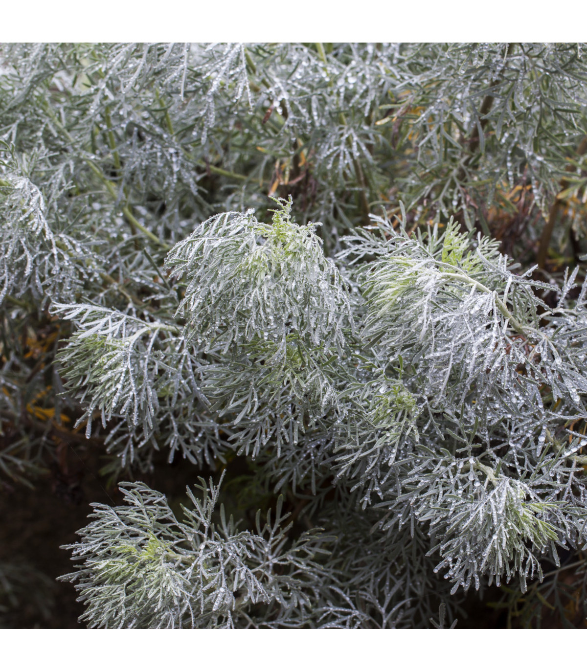 Palina pravá - Artemisia absinthum - semená paliny - 0,02 g