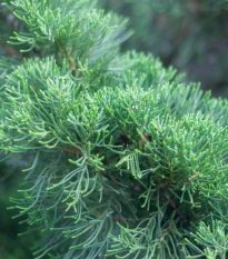 Borievka čínska - Juniperus chinensis - semená borievky - 5 ks