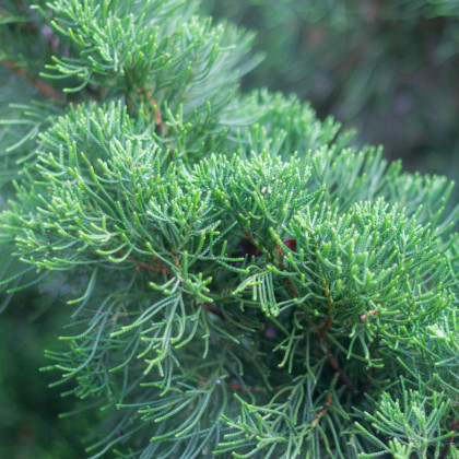 Borievka čínska - Juniperus chinensis - semená borievky - 5 ks
