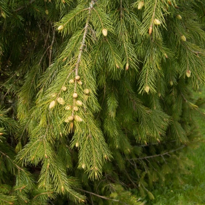 Smrek himalájsky - Picea smithiana - semená smreka - 8 ks
