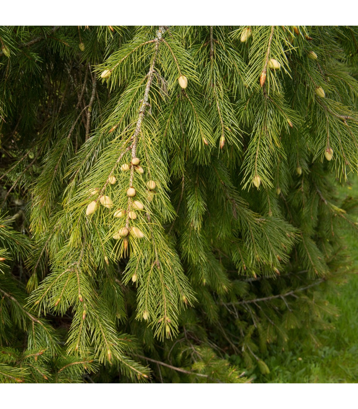 Smrek himalájsky - Picea smithiana - semená smreka - 8 ks