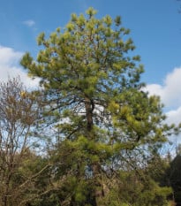 Borovica čínska - Pinus tabuliformis - bonsaj - semená borovice - 15 ks