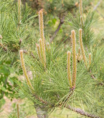 Borovica yunnan - Pinus yunnanensis - bonsaj - semená borovice - 5 ks