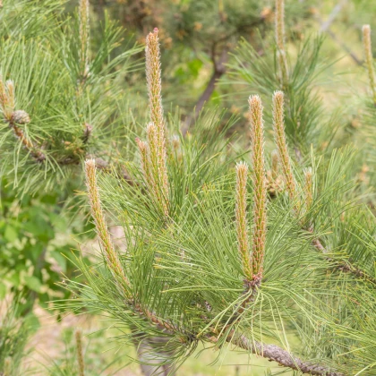 Borovica yunnan - Pinus yunnanensis - bonsaj - semená borovice - 5 ks