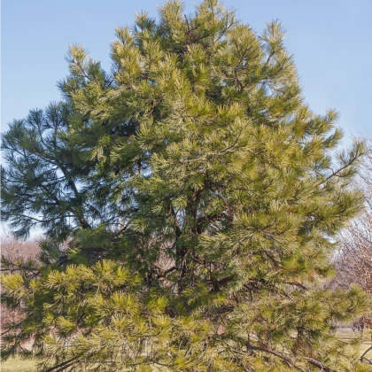 Borovica ťažká - Pinus ponderosa - semená borovice - 6 ks