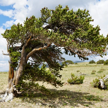 Borovica ostitá - Pinus aristata - semená borovice - 5 ks