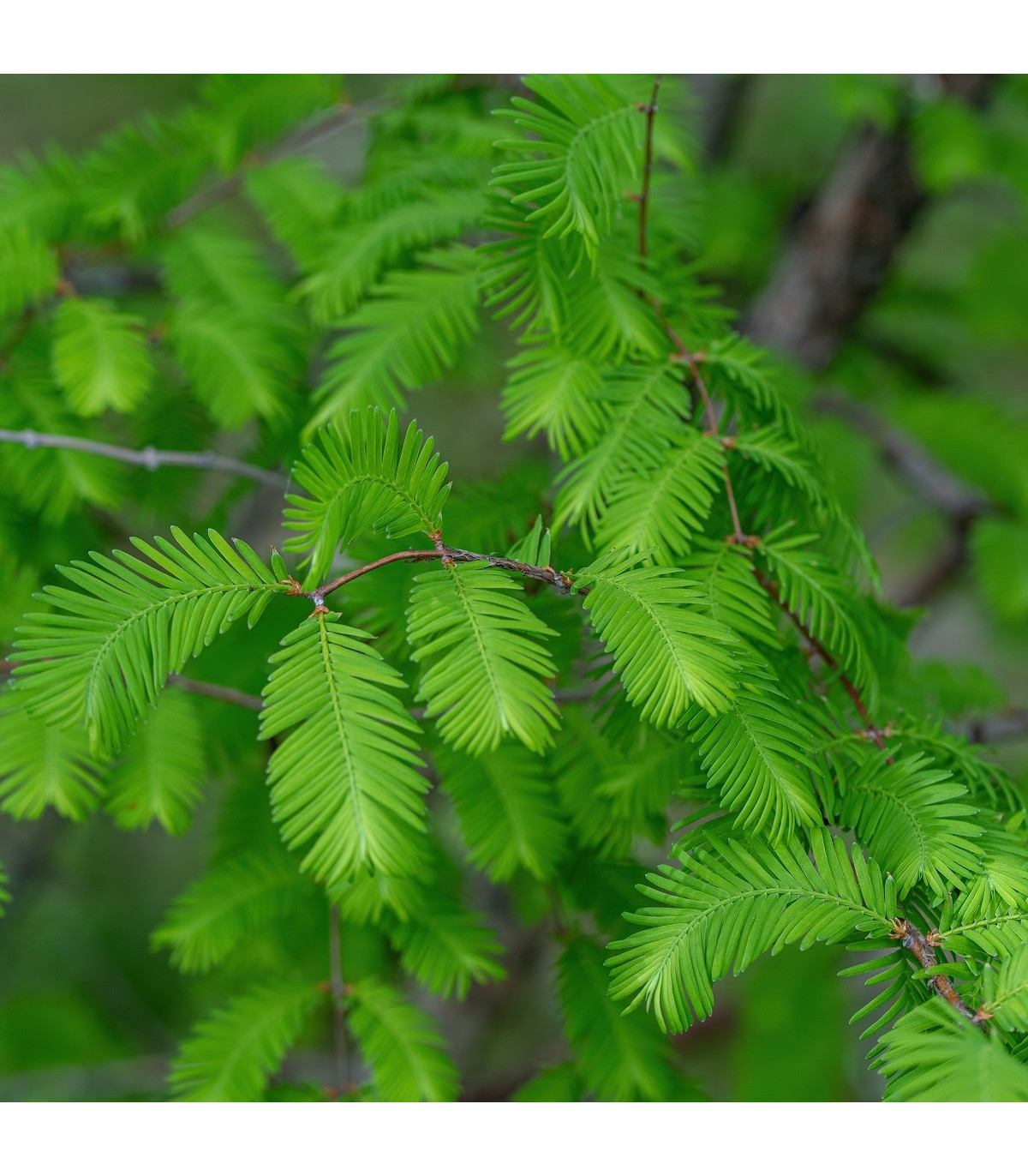 Metasekvoja čínska - Metasequoia glyptostroboides - semená metasekvoje - 10 ks