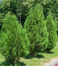 Tuja nariasená - Thuja plicata - semená tuje - 18 ks