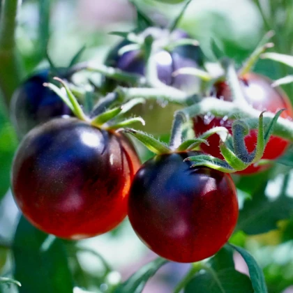 Paradajka čierna Cherry - Solanum lycopersicum - semená paradajky - 6 ks
