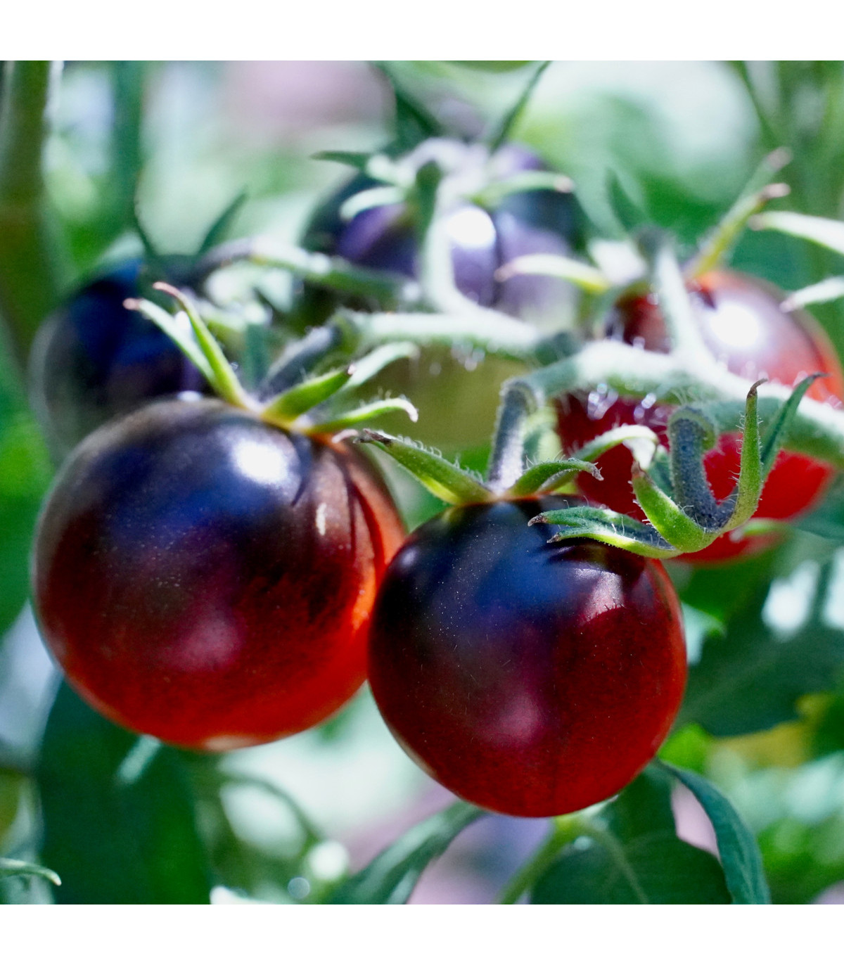 Paradajka - čierna Cherry paradajky - predaj semien - 6 ks