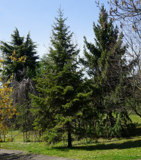 Jedľa Pindrow - Abies Pindrow - semená jedle - 15 ks