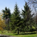 Jedľa Pindrow - Abies Pindrow - semená jedle - 15 ks