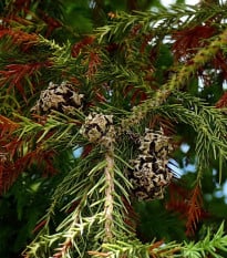 Kryptoméria japonská - Cryptomeria japonica -  japonský céder - semená cédra - 4 ks
