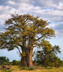 Baobab africký - Adansonia digitata - semená baobabu - 6 ks