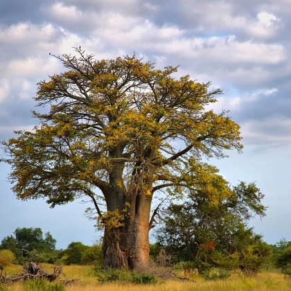 Baobab africký - Adansonia digitata - semená baobabu - 3 ks