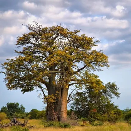 Baobab africký - Adansonia digitata - semená baobabu - 6 ks