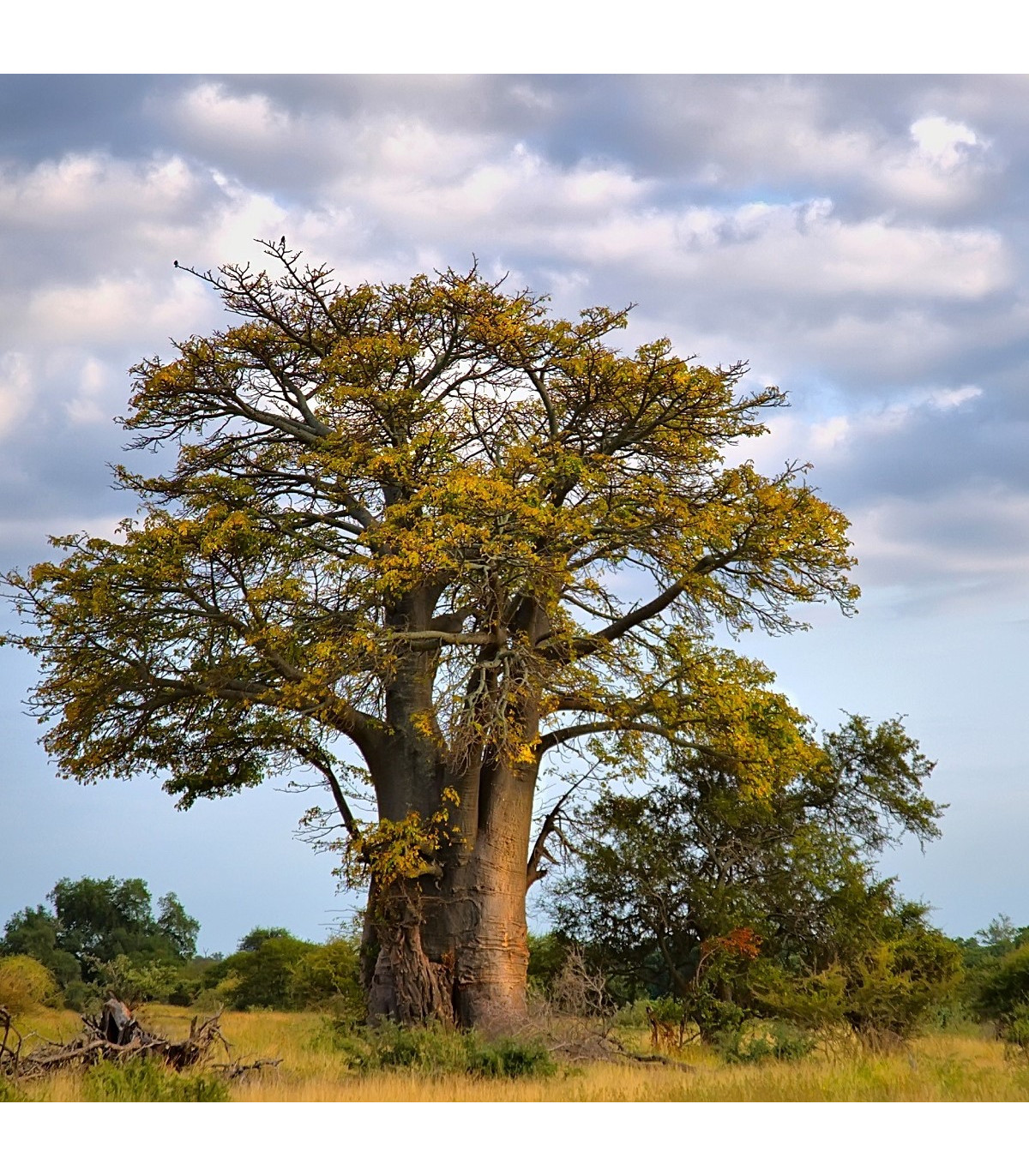 Baobab africký - Adansonia digitata - semená baobabu - 3 ks