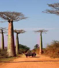 Baobab Za madagaskarský - Adansonia za - semená baobabu - 3 ks