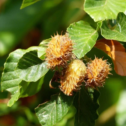 Buk lesný - Fagus sylvatica - semená buka - 7 ks