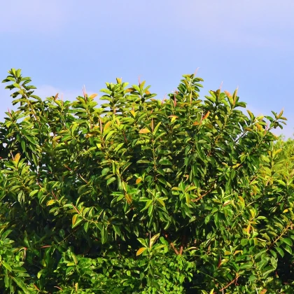 Figovník indický - Ficus benghalensis - semená figovníka - 5 ks
