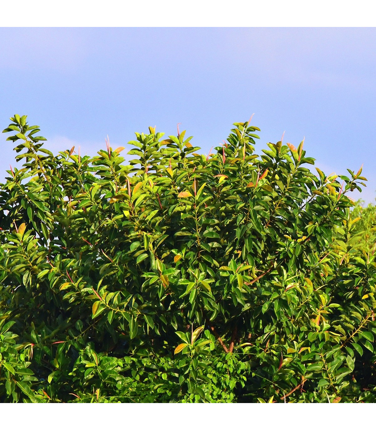 Figovník indický - Ficus benghalensis - semená figovníka - 5 ks