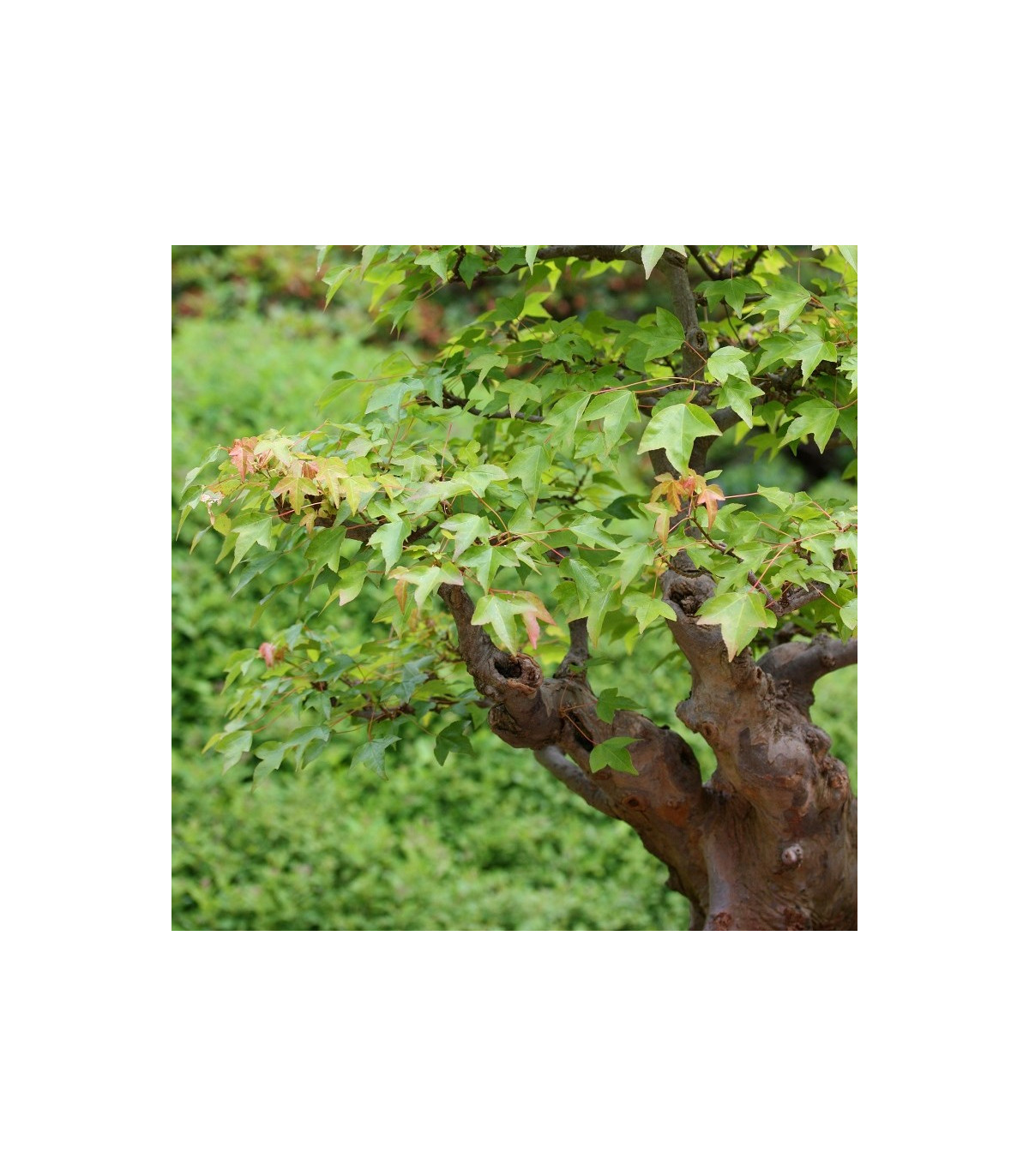 Javor Bürgerov - Acer buergeranum - bonsaj - semená javora - 5 ks