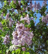Paulovnia pretiahnutá - Paulownia elongata - semená paulovnia - 15 ks