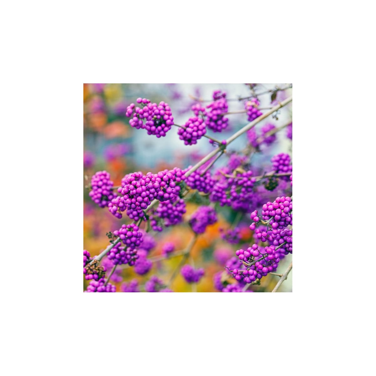 Krásnoplodka - Callicarpa acuminata - semená krásnoplodky - 8 ks