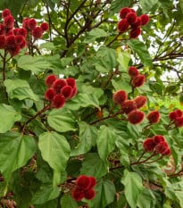 Orelánik farbiarsky - Bixa orellana - semená orelánika - 8 ks