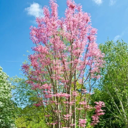 Cesnakovník čínsky - Toona sinensis - semená cesnakovníka - 7 ks