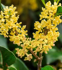 Olivovník Osmant voňavý - Osmanthus fragrans - semená olivovníka - 5 ks