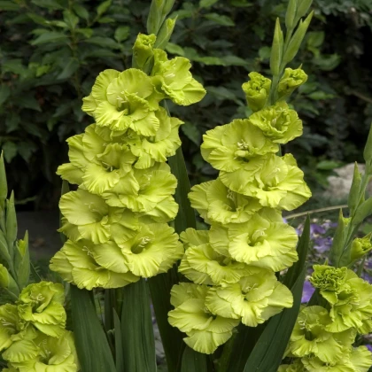 Gladiola veľkokvetá - Gladiolus Green Star - gladioly - hľuzy gladioly - 3 ks
