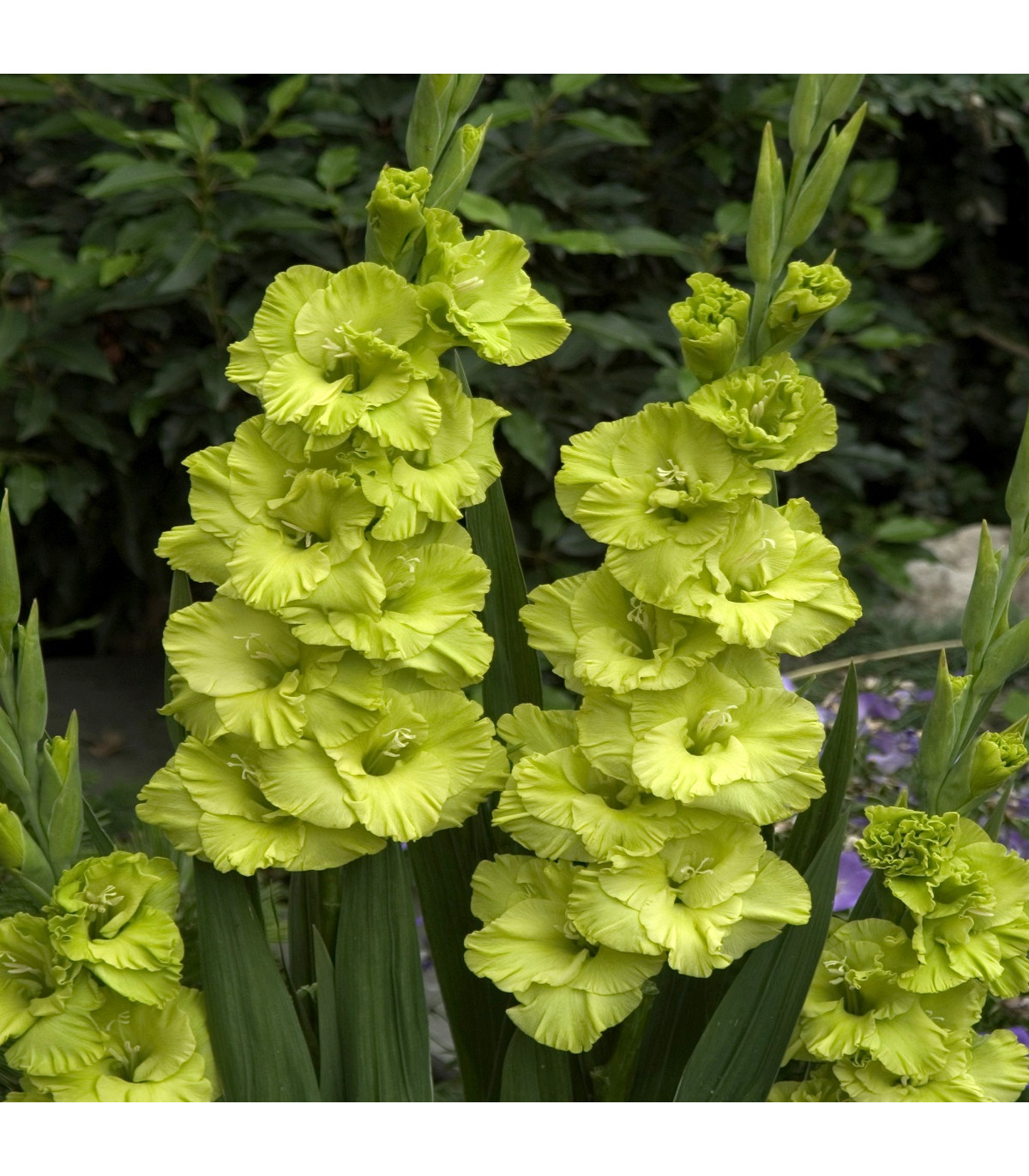 Gladiola veľkokvetá - Gladiolus Green Star - gladioly - hľuzy gladioly - 3 ks