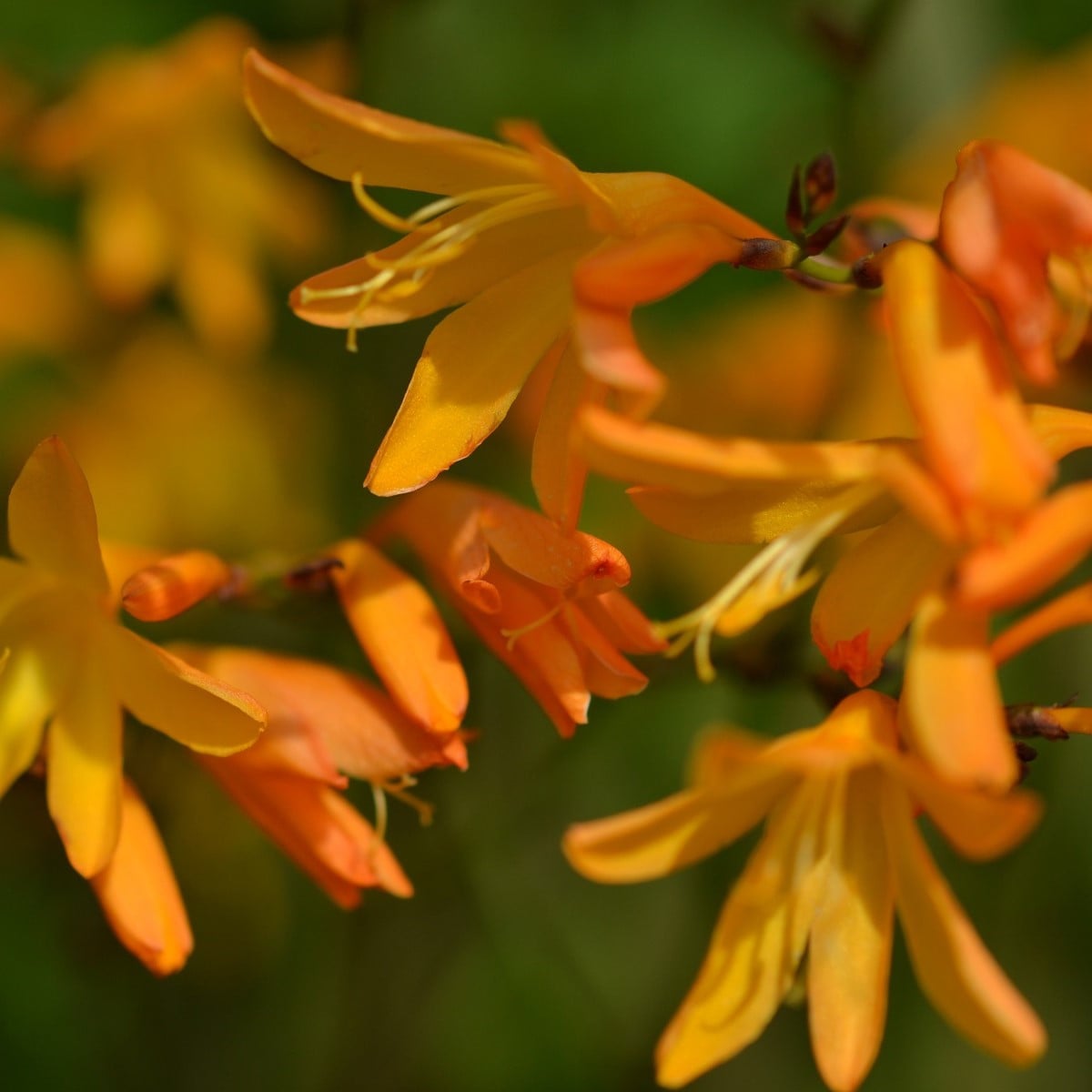 Montbrécia George Davidson žltá - Crocosmia - hľuzy montbrécie - 4 ks