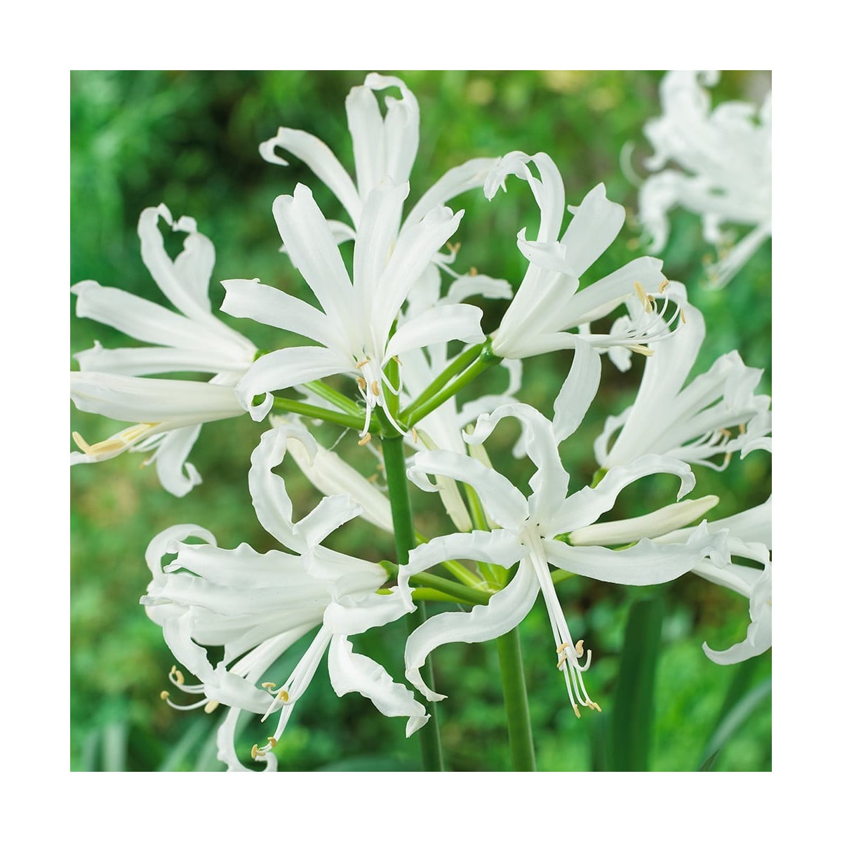 Nerina biela - Nerine alba - hľuzy neriny - 1 ks