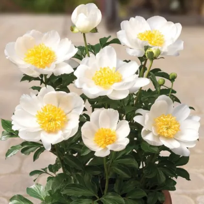 Pivónia Patio Dublin - Paeonia lactiflora - hľuzy pivónie - 1 ks