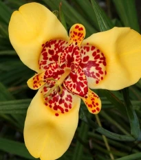 Tigrídia zlatožltá - Tigridia Aurea - hľuzy tigrídie - 3 ks